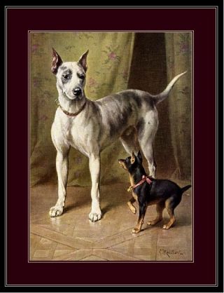 English Print Great Dane Miniature Pinscher Dog Picture