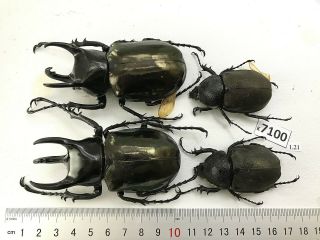 K7100 Unmounted Beetle Chalcosoma Vietnam Central