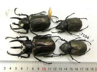 K7104 Unmounted Beetle Chalcosoma Vietnam Central