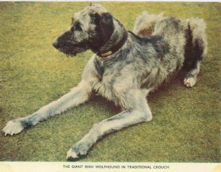Irish Wolfhound Dog Traditional Crouch Ireland Oversize Postcard C1960 Celtic