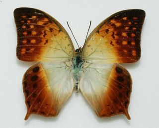 Nymphalidae - Charaxes Fulvescens Senegala