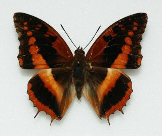 Nymphalidae - Charaxes Lucretius - Africa