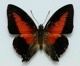 Nymphalidae - Charaxes Zingha - Male