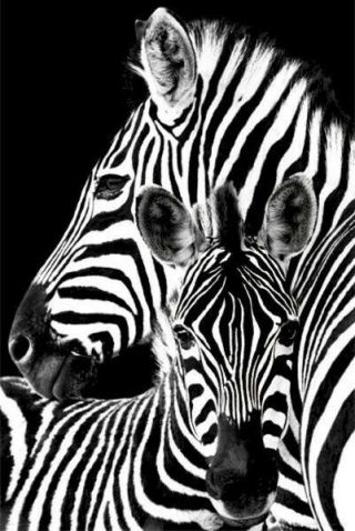 Zebra And Foal 24x36 Animal Poster Mother & Child Stripes Africa New/rolled