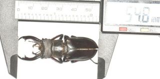 Lucanidae Lucanus Furcifer 54.  8mm Tibet