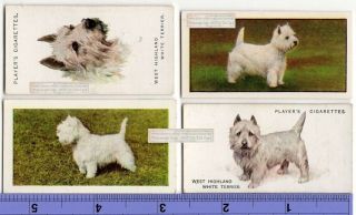 West Highland Terrier Dogs 4 Different Vintage Ad Trade Cards 2nd