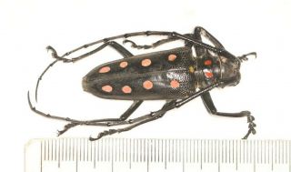 Cerambycidae Cerambycinae Batocera Tibet