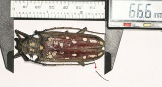 Cerambycidae Cerambycinae Batocera 66.  6mm Tibet
