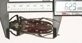 Cerambycidae Cerambycinae Batocera 62.  9mm Tibet