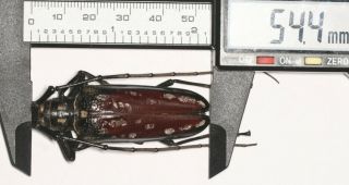Cerambycidae Cerambycinae Batocera 54.  4mm Tibet