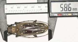 Cerambycidae Cerambycinae Longhorn Beetle Batocera 58.  6mm W.  Yunnan