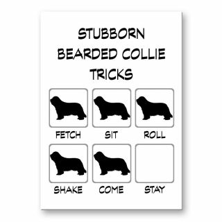 Bearded Collie Stubborn Tricks Fridge Magnet Dog