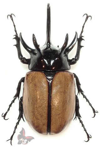 Eupatorus Gracilicornis - Xlarge 75 - 80mm Unmounted Beetle