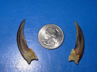 - Idaho Badger Claws - (pair) - Mtn Man Hunt Trap Antler Horn Skeleton