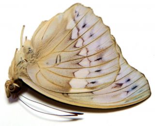Bassarona Teuta Eson Male 36mm Ru139 Nymphalidae Butterflies Palawan