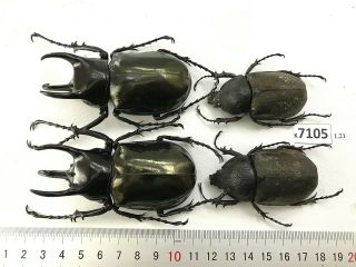 K7105 Unmounted Beetle Chalcosoma Vietnam Central