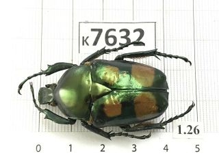 K7632 Unmounted Beetle Cerambycidae Rutelinae Cetoniinae Lucanidae Vn
