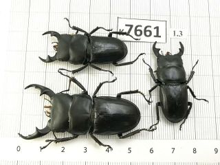 K7661 Unmounted Beetle Cerambycidae Rutelinae Cetoniinae Lucanidae Vn