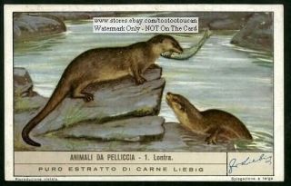 Otter Fishing Pelt Trapping Fur C60 Y/o Trade Ad Card