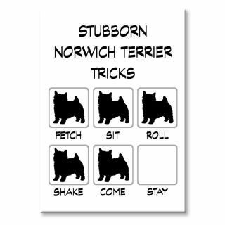 Norwich Terrier Stubborn Tricks Fridge Magnet Steel Case Funny