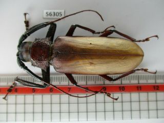 56305 Cerambycidae Sp.  New?.  Vietnam S.  Binh Thuan.
