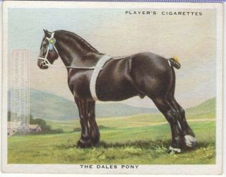 Dales Pony Horse Breeds Types Of Equines C90 Y/o Ad Trade Card