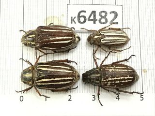 K6482 Unmounted Beetle Rutelinae Vietnam Central