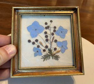 Florale Tyrol Made In Austria Pressed Dried Flowers Framed 5 " X5 "