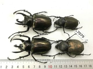 K7079 Unmounted Beetle Chalcosoma Vietnam Central