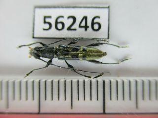 56246 Cerambycidae Sp.  New? Vietnam S