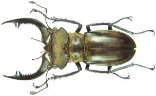 Insect - Lucanus Nobilis - N.  Vietnam - Medium Male 55 56mm.