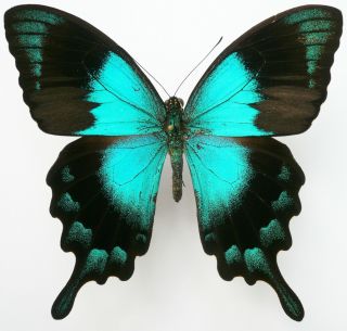 Papilio Lorquinianus Gelia Male From Bacan Isl