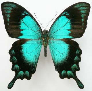 Papilio Lorquinianus Esmae Male From Morotai Isl