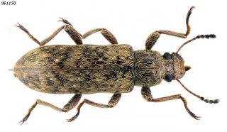 Coleoptera Tenebrionidae Gen.  Sp.  N.  Thailand 10mm
