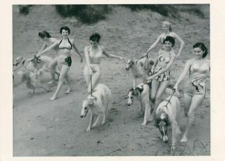 Bathing Beauties The Tiller Girls & Borzoi Dogs Oversize Postcard Pc 1952