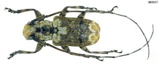 Coleoptera Cerambycidae Gen.  Sp.  Laos 17mm