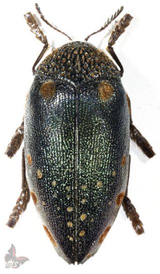 Sternocera Castanea Ssp.  ? (1) 45,  Mm,  (from Kenya),  Unmounted Beetle