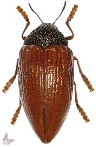 Sternocera Hildebrandti,  40,  Mm,  Very Large,  Unmounted Beetle