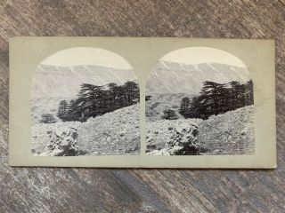 Francis Frith Stereoview Views Of The Holy Land Cedars Of Lebanon 1850s