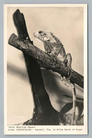 Iguana Lizard Miami Serpentarium Rppc Vintage Roadside Photo Pc Brandt 1950s