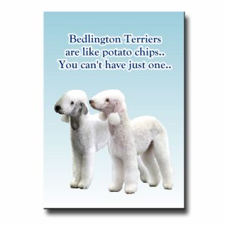 Bedlington Terrier Can 