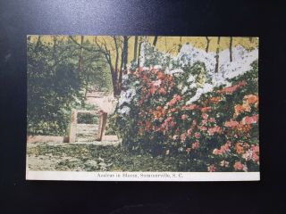 Azaleas In Bloom C.  1910 Summerville Sc South Carolina Postcard Pc