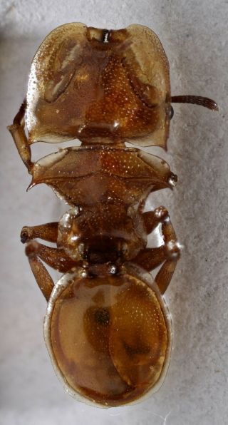 Hymenoptera Formicidae Sp.  Cephalotes Sp.  8 A1 Peru Ab.  4mm