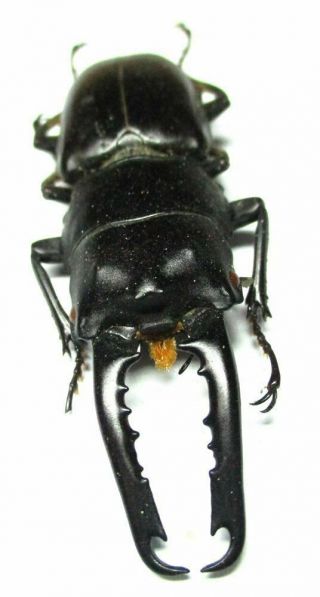 T037 Nl : Lucanidae: Prosopocoilus Gertrudesae Male 52.  5mm Teledont A -