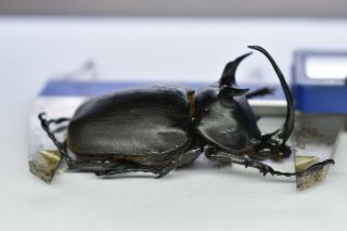 B23080 – Eupatorus Siamensis Siamensis Ps.  Beetles,  Insects Dak Nong Vietnam A -