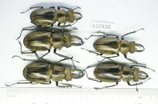 B22435 – Lucanus Sericeus Sericeus Ps.  Beetles–insects Ha Giang Vietnam