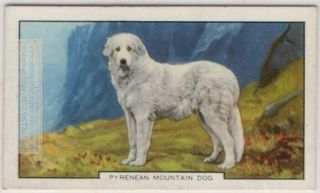Great Pyrenees Pyrenean Mountain Dog Canine Pet 1930s Ad Trade Card