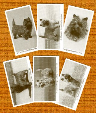 Cairn Terrier Named Set Of 6 Dog Photo Trade Cards