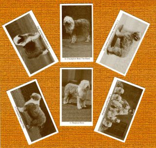 Old English Sheepdog Named Set 6 Dog Photo Trade Cards