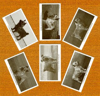 Norwich Terrier Named Set Of 6 Dog Photo Trade Cards